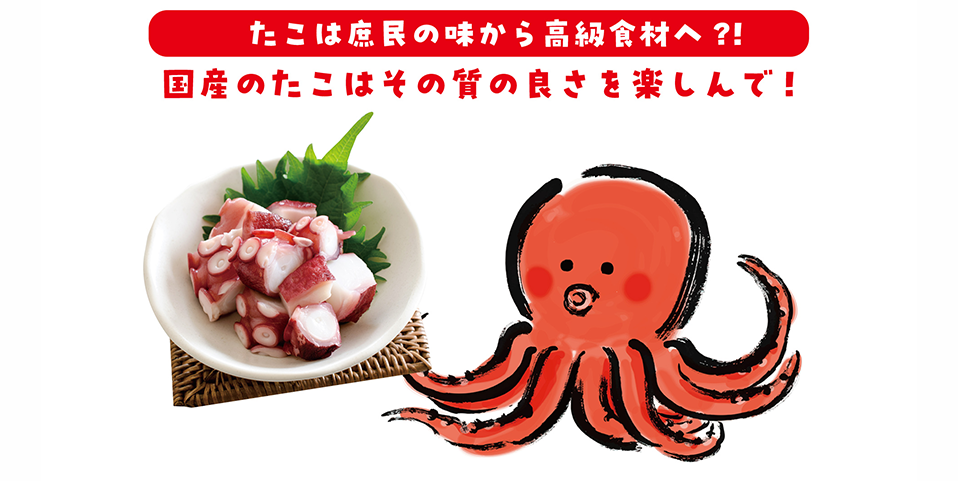今年のたこの出荷情報