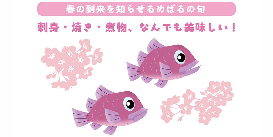 今年のめばるの出荷情報