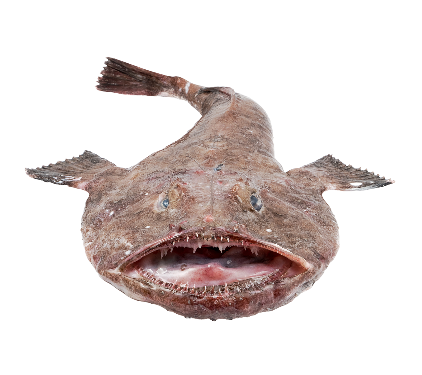 あんこう